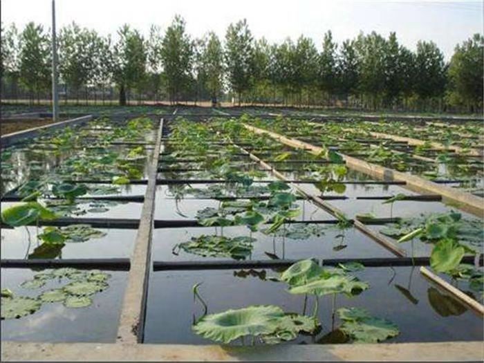 藕池防渗膜施工大全